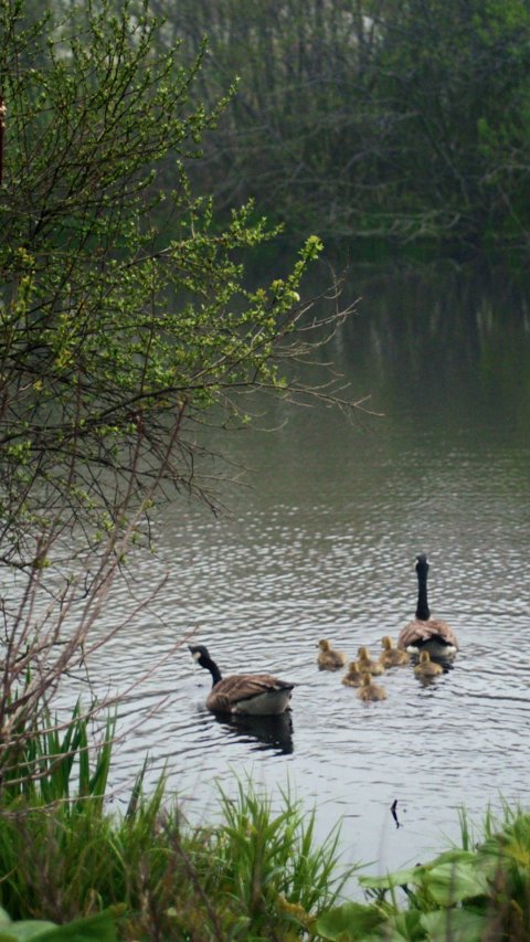 Pond, Vegetation, Land.