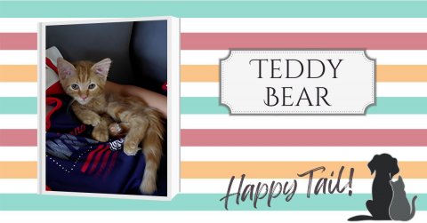 Cat, Pet, Greeting Card. Text: TEDDY BEAR Happy Tail!