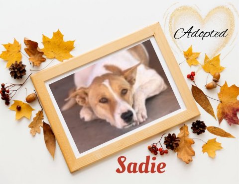 Leaf, Dog, Tree. Text: Adopted Sadie