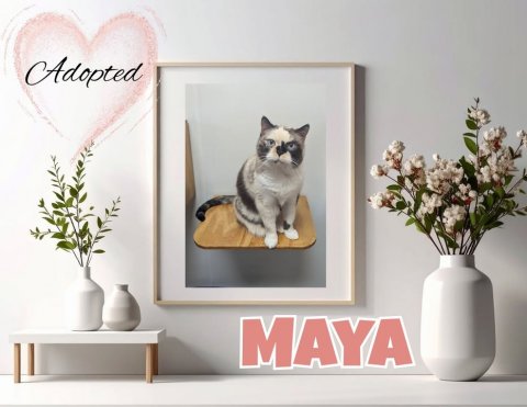 Potted Plant, Jar, Planter. Text: Adopted MAYA