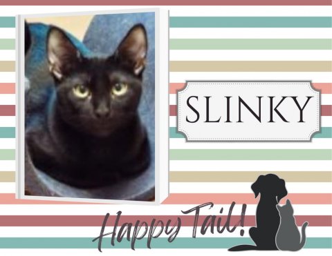 Cat, Mammal, Pet. Text: SLINKY Happy Tail!