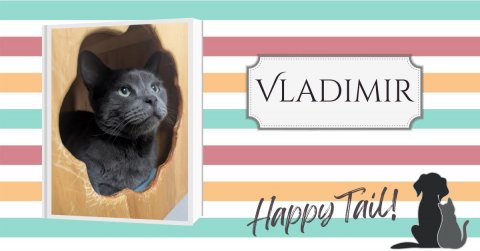 Cat, Mammal, Pet. Text: VLADIMIR Happy Tail!