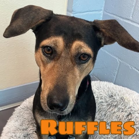 Dog, Hound, Snout. Text: RUFFLES