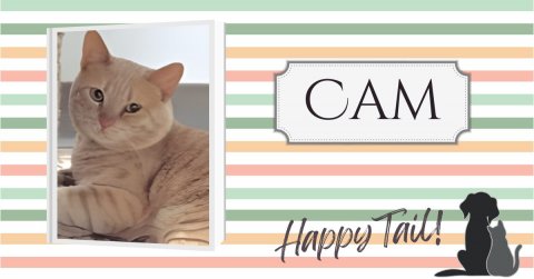 Cat, Mammal, Pet. Text: Happy Tail!