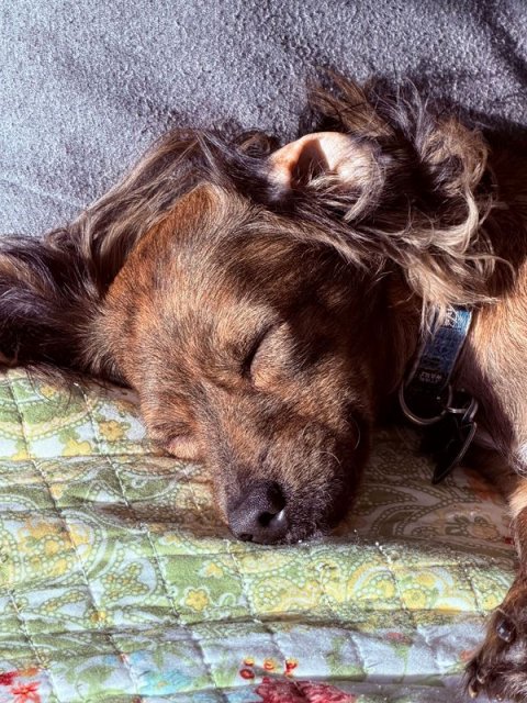 Sleeping, Dog, Hound.