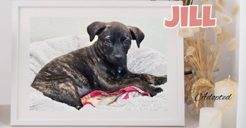 Canine, Dog, Greeting Card. Text: JILL Adopted