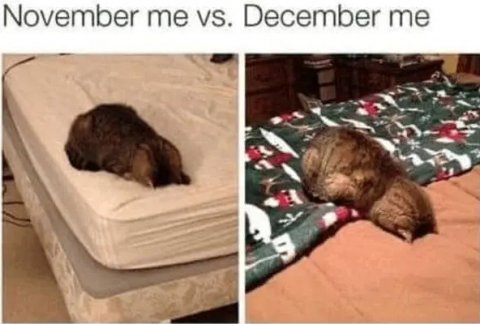 Rat, Cat, Furniture. Text: November me vs. December me