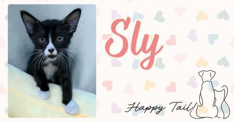 Greeting Card, Cat, Kitten. Text: Sly