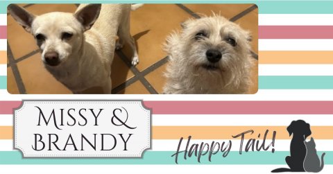 Dog, Greeting Card, Text. Text: BRANDY Happy Tail!