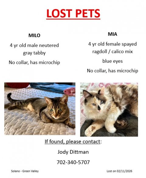 Advertisement, Poster, Cat. Text: LOST PETS MIA MILO 4 yr old female spayed 4 yr old male neutered ragdoll / calico mix gray tabby blue eyes No collar, has microchip No collar, has microchip If found, please contact: Jody Dittman 702-340-5707 Solano-Green Valley Lost on 02/11/2026