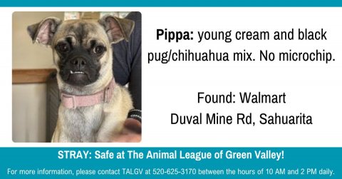 Canine, Dog, Pet. Text: Pippa: young cream and black pug/chihuahua mix. No microchip. Found: Walmart Duval Mine Rd, Sahuarita STRAY: Safe at The Animal League of Green Valley! For more information, please contact TALGV at 520-625-3170 between the hours of 10 AM and 2 PM daily.