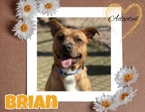 Greeting Card, Daisy, Dog. Text: Adopted BRIAN