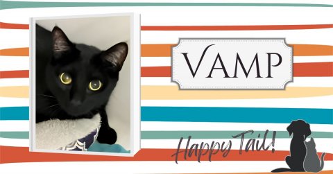 Cat, Mammal, Pet. Text: VAMP Happy Tail!
