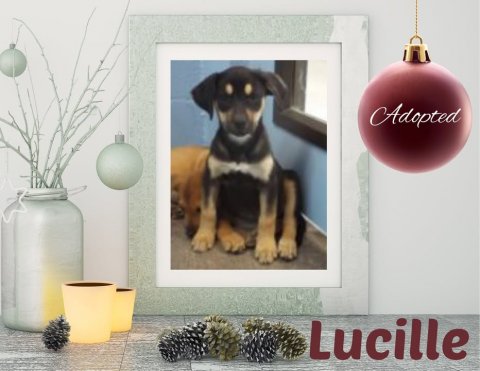 Greeting Card, Plant, Dog. Text: Adopted Lucille
