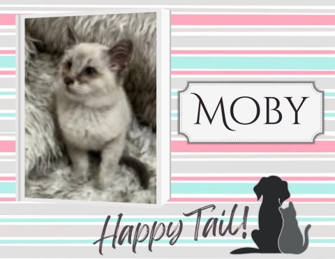 Cat, Pet, Greeting Card. Text: MOBY Happy Tail!