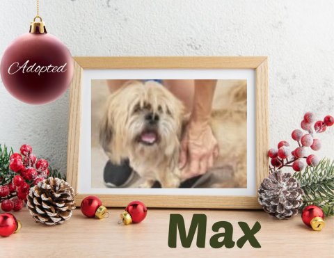 Dog, Painting, Accessories. Text: Adopted Max