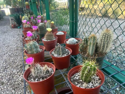 Plant, Potted Plant, Cactus.