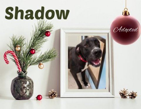 Greeting Card, Plant, Dog. Text: Shadow Adopted
