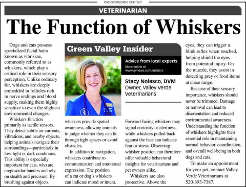 Newspaper, Text, Person. Text: VETERINARIAN The Function of Whiskers Dogs and cats possess eyes, they can trigger a Green Valley Insider specialized facial hairs known as vibrissae, helping shield the eyes Advice from local experts commonly referred to as from potential injury. On the muzzle, they assist in www.gynews com/insiders critical role in their sensory detecting prey or food items perception Unlike ordinary Stacy Nolasco, DVM at close range fur, whiskers are deeply Owner, Valley Verde Because of their sensory embedded in follieles rich Veterinarians importance, whiskers should in nerve