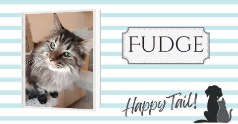 Cat, Kitten, Dog. Text: FUDGE Happy Tail!