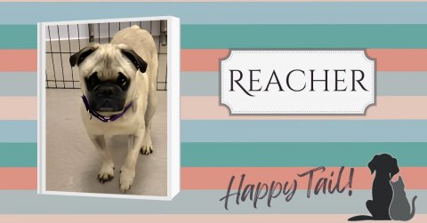 Canine, Dog, Pug. Text: REACHER Happy Tail!