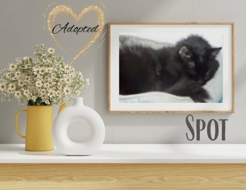 Potted Plant, Pottery, Painting. Text: Adopted SPOT