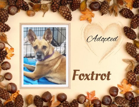 Canine, Dog, Greeting Card. Text: Adopted Foxtrot