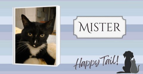 Cat, Mammal, Pet. Text: MISTER Happy Tail!