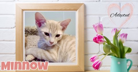 Greeting Card, Cat, Kitten. Text: Adopted