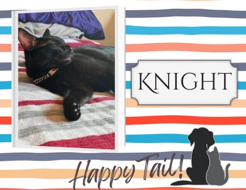 Cat, Pet, Dog. Text: KNIGHT Happy Tail!