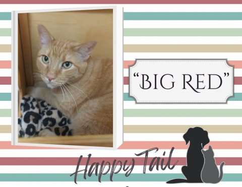 Cat, Pet, Dog. Text: "BIG RED" Happy Tail