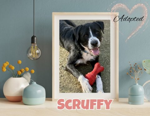 Canine, Dog, Greeting Card. Text: Adopted SCRUFFY