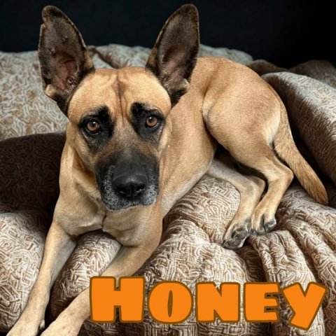 Canine, Dog, Pet. Text: HONEY
