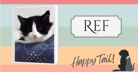Cat, Kitten, Text. Text: REF Happy Tail!