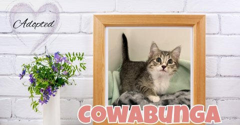 Cat, Kitten, Flower. Text: Adopted COWABUNGA