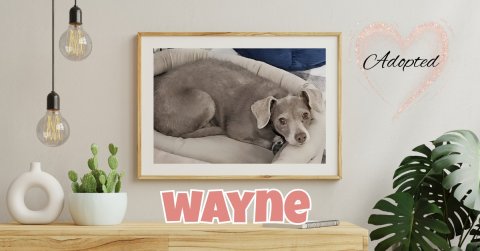 Plant, Greeting Card, Dog. Text: Adopted