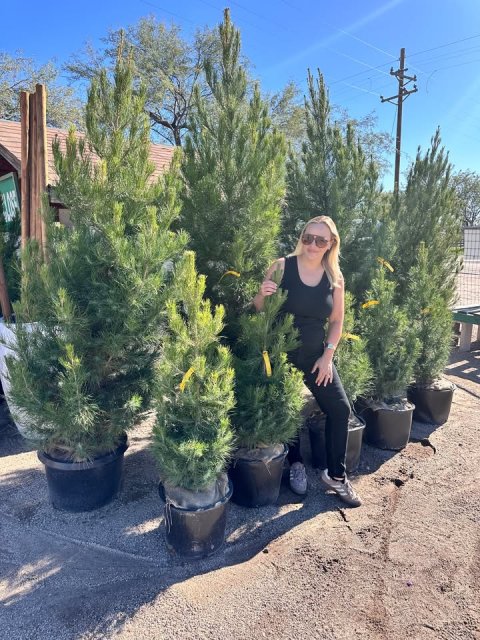 Tree, Pine, Vegetation.