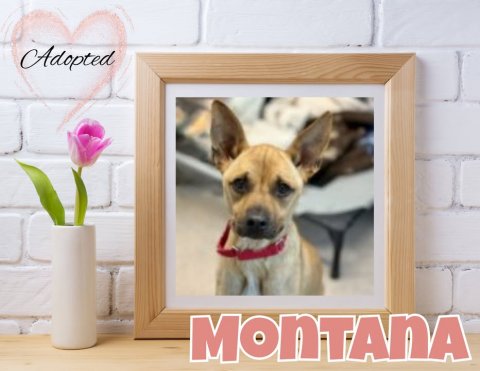 Canine, Dog, Chihuahua. Text: Adopted MONTANA