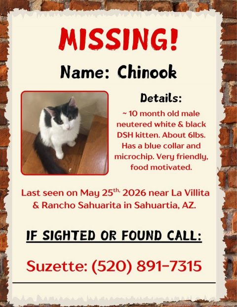 Advertisement, Poster, Cat. Text: MISSING! Name: Chinook Details: ~10 month old male neutered white &amp; black DSH kitten. About 6lbs. Has a blue collar and microchip. Very friendly, food motivated. Last seen on May 25th, 2026 near La Villita &amp; Rancho Sahuarita in Sahuartia, AZ. IF SIGHTED OR FOUND CALL: Suzette: (520) 891-7315