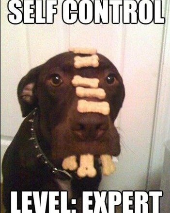 Rat, Snout, Canine. Text: SELF CONTROL LEVEL: EXPERT