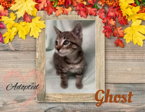 Leaf, Tree, Kitten. Text: Adopted Ghost
