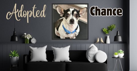 Cushion, Interior Design, Potted Plant. Text: Adopted Chance