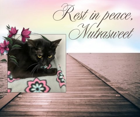 Waterfront, Pier, Port. Text: Rest in peace, Nutrasweet