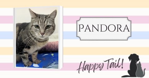 Cat, Pet, Dog. Text: PANDORA Happy Tail!
