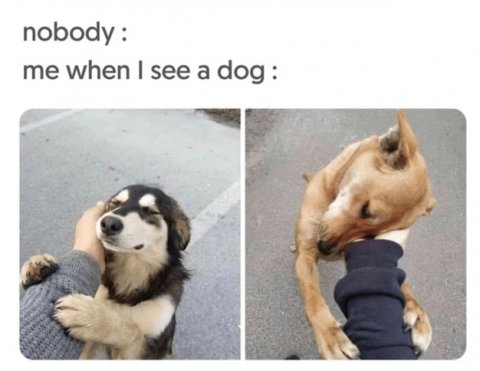 Canine, Dog, Husky. Text: me when I see a dog: