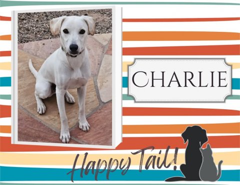 Canine, Dog, Labrador Retriever. Text: CHARLIE Happy Tail!