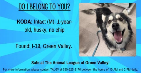 Dog, Husky, Poster. Text: DO I BELONG TO YOU? KODA: Intact (M), 1-year- old, husky, no chip Found: I-19, Green Valley. Safe at The Animal League of Green Valley! For more information, please contact TALGV at 520-625-3170 between the hours of 10 AM and 2 PM daily.