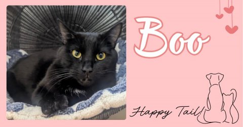 Cat, Mammal, Pet. Text: Boo