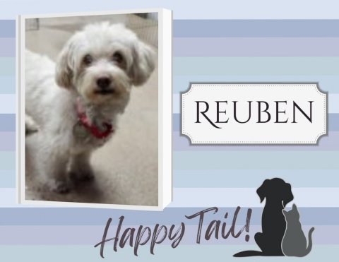 Canine, Dog, Poodle. Text: REUBEN Happy Tail!