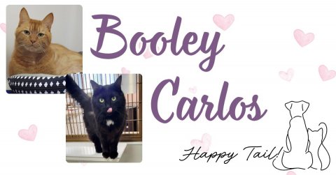 Greeting Card, Cat, Pet. Text: Booley Carlos